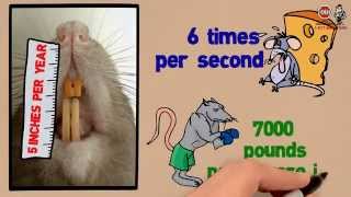 Rodent Pest Management in PEMBROKE PINES, FL  ( Rodent Control & Extermination )