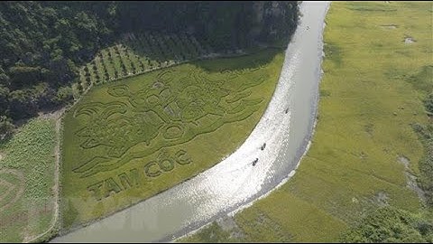 Rice painting in Ninh Binh impressing visitors