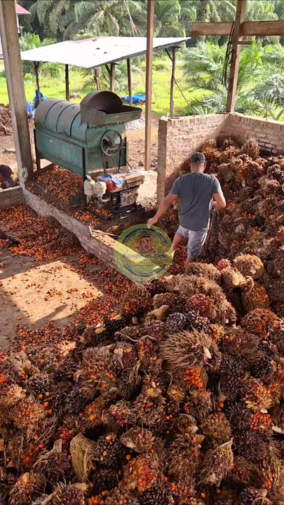 Oil palm bunch crushing machine