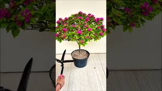 Sharing flowers growing tips everyday #flowercare #bonsai #homegarden #garden #plants #gardentips