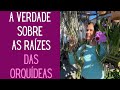 ORQUÍDEAS: Tudo o que você precisa saber sobre as raízes dar orquídeas