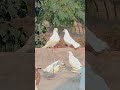 pigeon video blog.#pigeon #kabutar