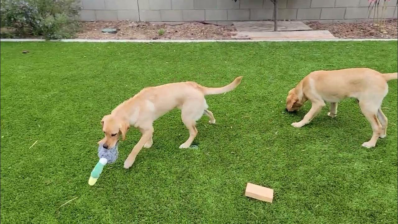 Pups got a Mallard plush toy from Petco today. They love it. Ducks 