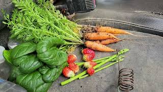 Challenge: Eating Fresh Produce Daily - Can You Do It? by Deep South Homestead 11,670 views 1 month ago 18 minutes