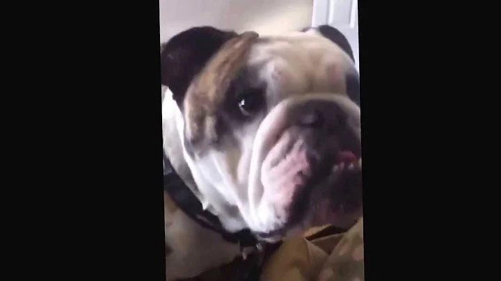 Bulldog response