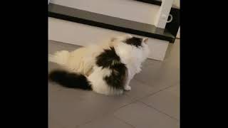 Sweety games!!! Cat and dog!! Sweety games!!! Cat and dog!!