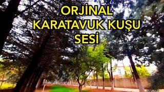 KARATAVUK KUŞU SESİ-KARATAVUK KUŞU ÇAĞIRMA SESİ#karatavuk Resimi