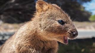 Le magnifique Quokka _ THE WORLD OF LOGIC