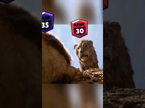 Lion King Brawl