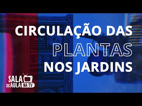 Vídeo: Usos de plátanos: aprenda como usar plátanos na paisagem