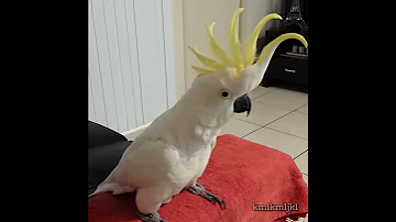 Dancing Cockatoo 