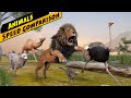 Most fastest animal on land  animal speed comparison  animal race