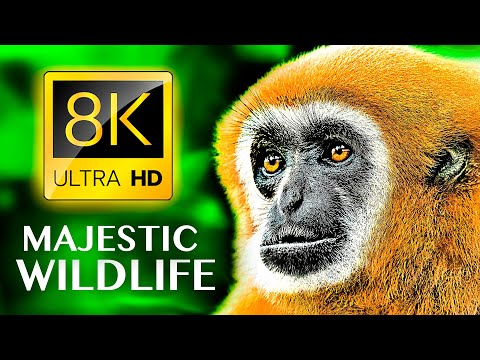 MAJESTISCH WILDERIJ 8K ULTRA HD - Mooiste dieren ter wereld met ECHTE GELUIDEN