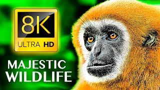 MAJESTIC WILDLIFE 8K ULTRA HD - Most Beautiful ANIMALS in the World with REAL SOUNDS