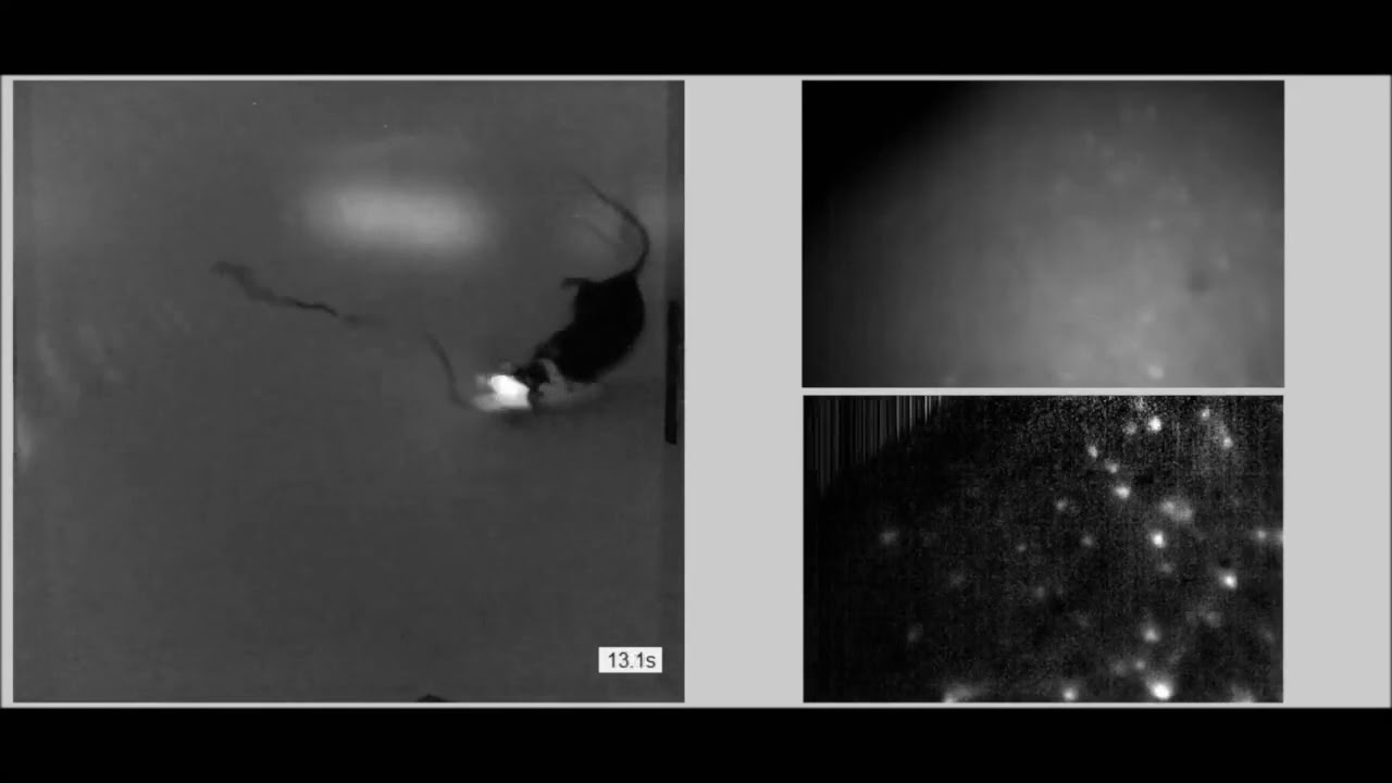 Richard and Susan Friedman Scholar: Denise Cai and Mark Baxter