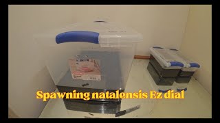 Spawning Natalensis Ez dial