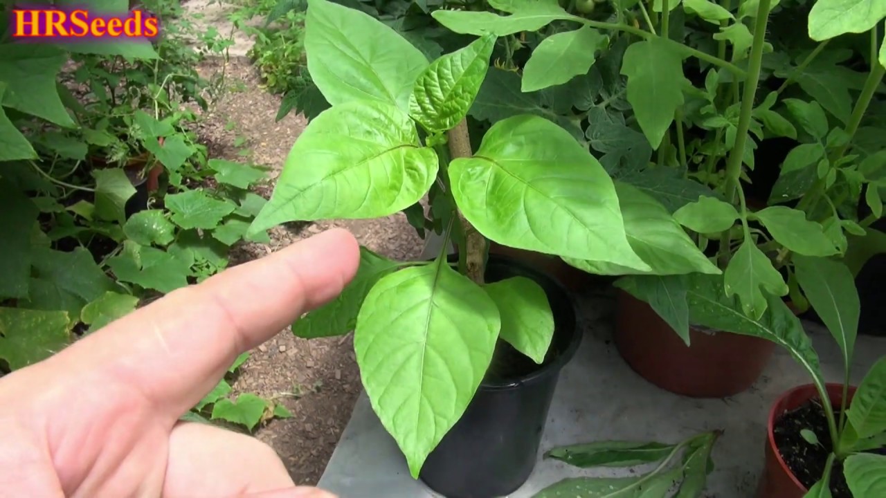 7 pot Pepper, Capsicum chinense, plant brought back from the dead