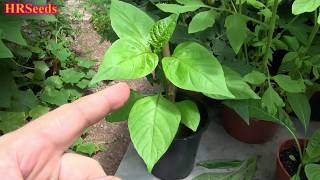 7 Pot Pepper, Capsi Chinense, Plant Brought Back From The Dead Update 2020