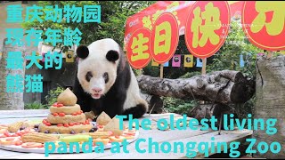 The oldest living panda at Chongqing Zoo
