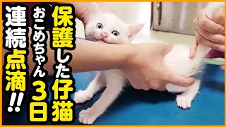 子猫保護】生後間もなく母猫とはぐれた子猫点滴の日々！お外