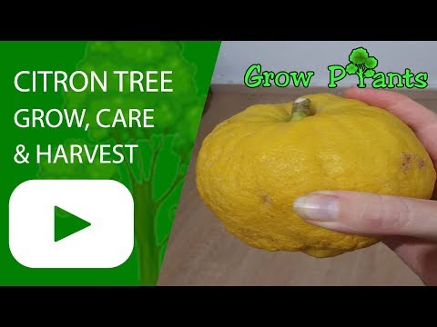 Citron tree - grow, care, Harvest and Eat