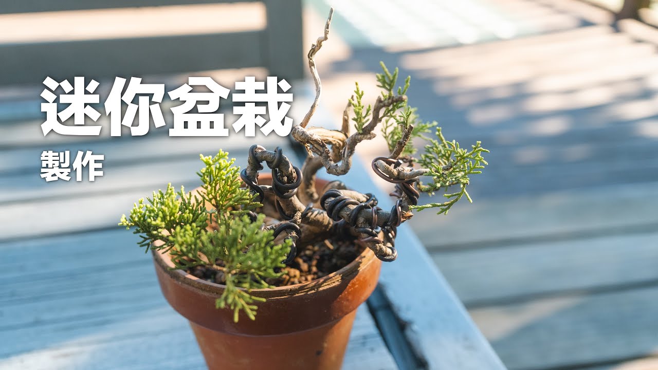 迷你盆栽創作⏐整理一棵被遺忘的真柏素材⏐I forgot I had this potted