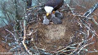 Dale Hollow Eagle Camera 16.03.2022 07:42