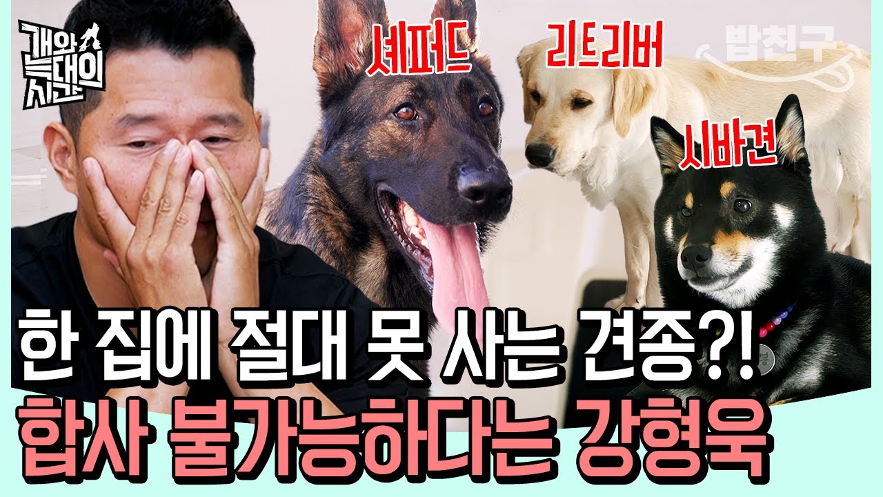[#밥친구] 가정집에서 대형견 세 마리?… 상극 견종 조합에 ‘합사 불가’ 선언한 강형욱 | 개와 늑대의 시간 6회