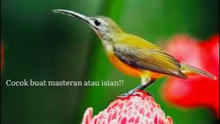 pijantung pisang jantan GACOR!! ngekek panjang pas buat masteran..