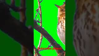 Green Screen Cartoon Birds