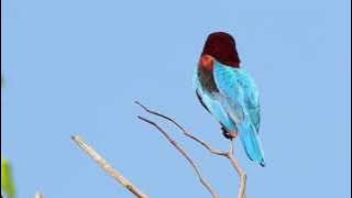White-Throated Kingfisher