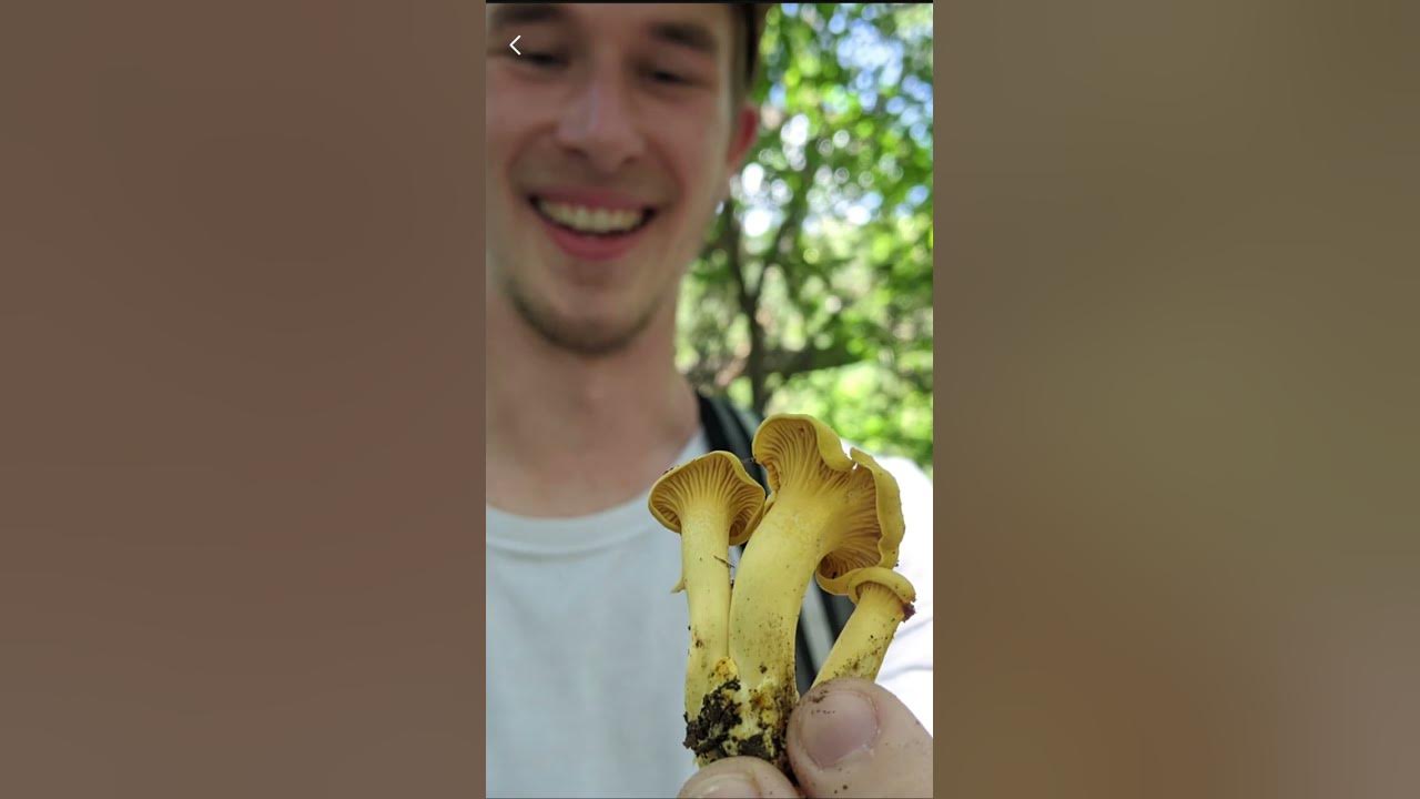 It's Chanterelle Season YouTube
