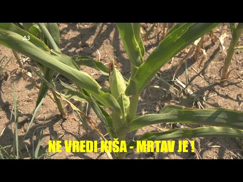 Video: Kako spaliti kukuruz (sa slikama)