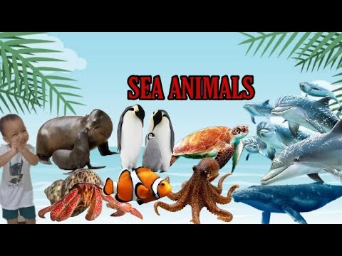 Sea Animals for Kids/Learn Sea Animals for Children/Real Images of Sea Animals