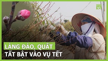Làng đào, quất tất bật vào vụ Tết | VTC16