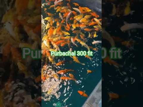 purbachal 300 fit fish lagoon  restaurant#300fit#argentina#fishing#fishlagoon