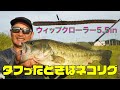 【岡友成】タフったときはやっぱりネコリグ【岡山県倉敷川水系】