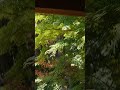 2026/05/17 #旧前田侯爵邸和館 #LUMIX #S1RII #BRAW #Cinematic #8K動画 #tokyo #東京 #洋館 #目黒 #meguro #Anamorphic #8K
