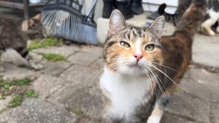 Cute Outdoor Cats by Tony Katz 2,101 views 3 weeks ago 1 minute, 22 seconds