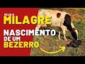 PARTO DE UM BEZERRO; Veja o emocionante milagre da vida, uma vaca parindo
