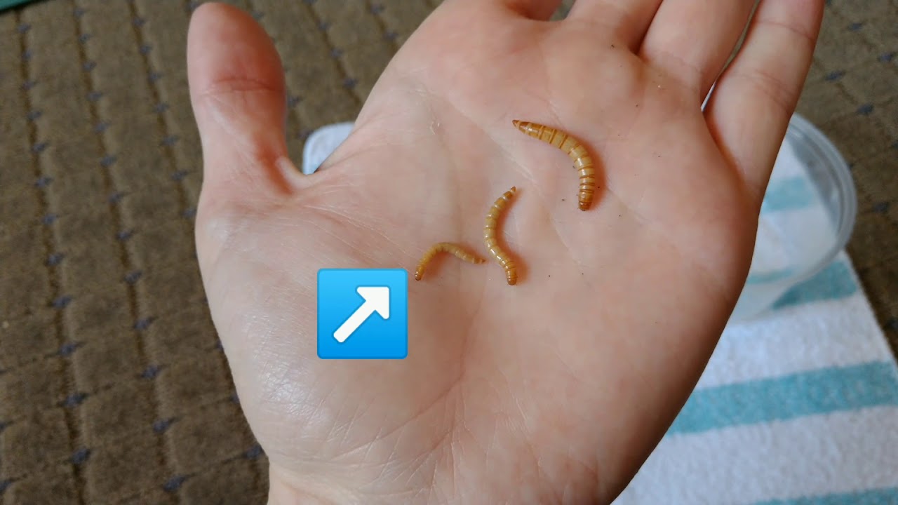 Easy Guide to Raising & Breeding Mealworms Mealworm Life Cycle YouTube