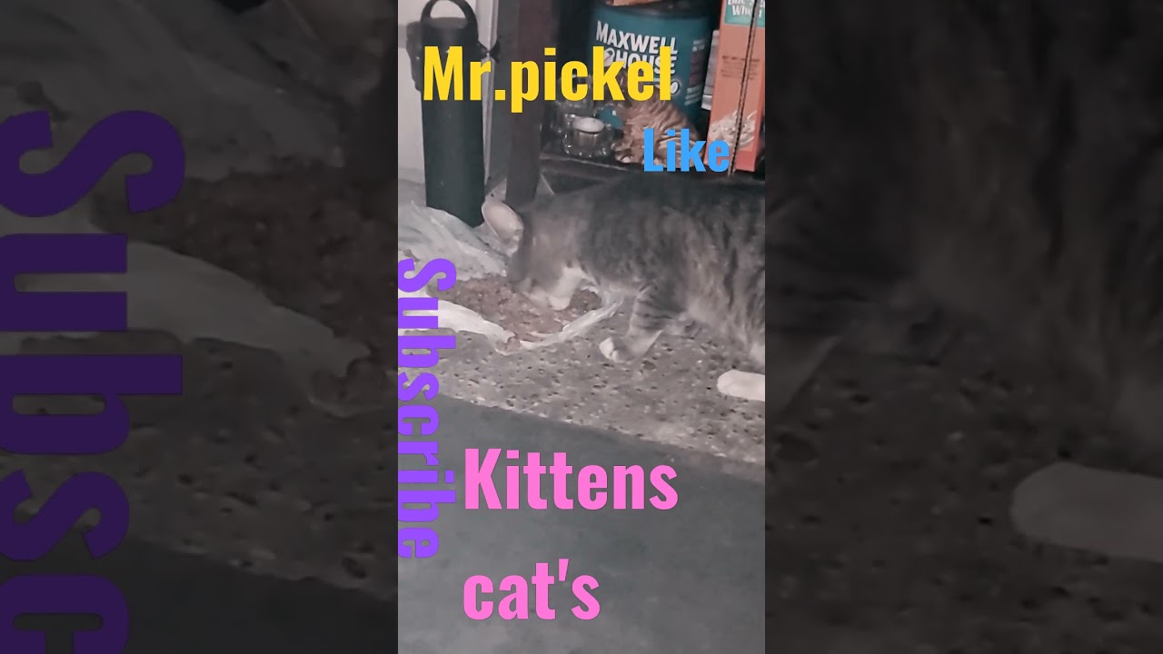 kitty cat mr.pickel found him in car motor 1 year ago!