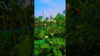 Paban Re Paban 🥰❤️#shorts #viralshorts #odiasong #ytshorts