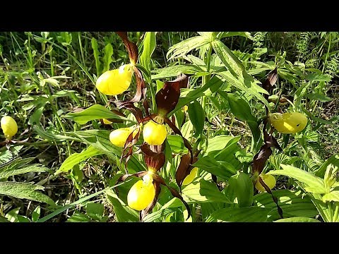 Video: Proč Listy Spathiphyllum Zčernají? Proč Květinové „ženské štěstí“žloutne A Začerňuje Konečky Listů? Co Dělat A Jak Ho Zachránit? Příčiny A Léčba Nemocí