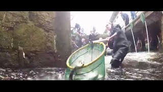The Mighty River Herring | Pew & This American Land