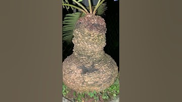 Cây thiên tuế số 2 vanh củ 79 xin giao lưu cùng anh em!