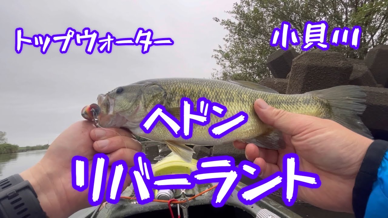 #トップウォーター #カヤックフィッシング#fishing #小貝川バス釣り#bassfishing #ヘドン#バングオー#リバーラント