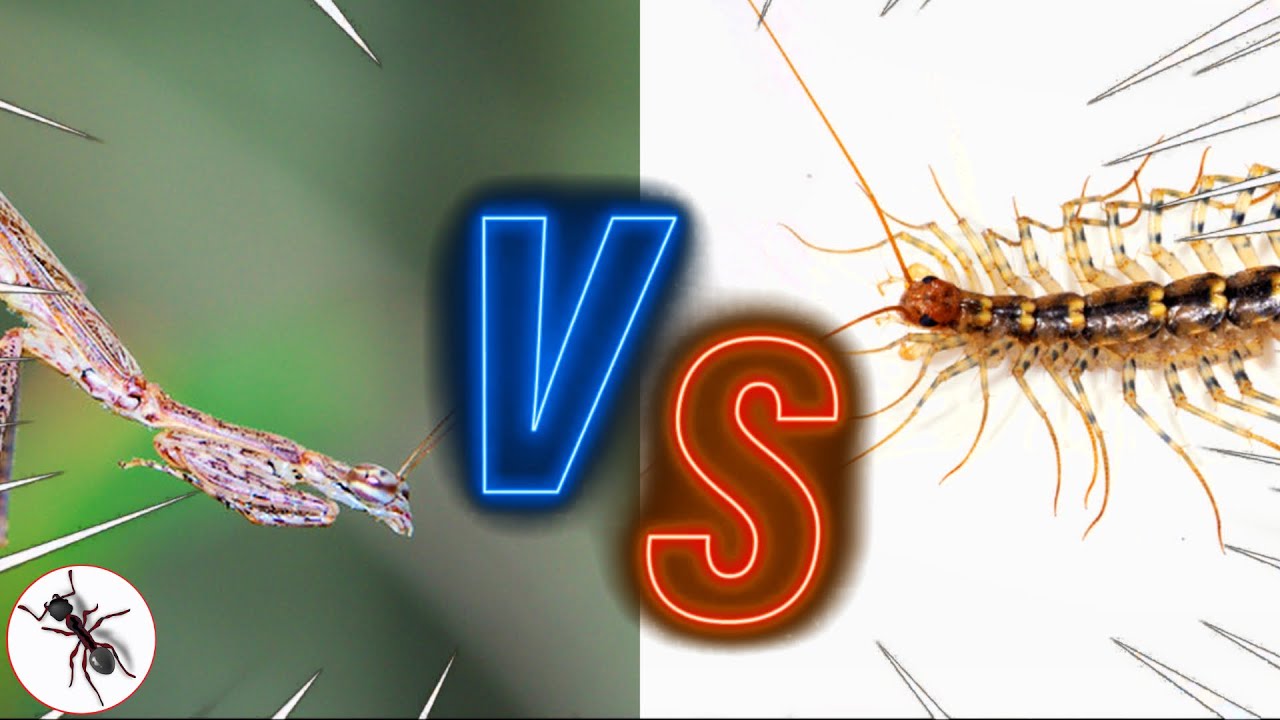 Kelabang Rumah makan Belalang Sembah | Versus | Serangga TV Channel