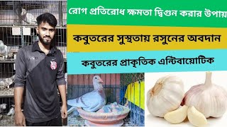 কবুতরের চিকিৎসায় রসুনের উপকারীতা ও ব্যাবহার | Benefits and Uses of Garlic in Pigeon Treatment screenshot 5