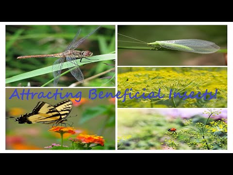 Video: Koriander als gezelschapsplant: koriander gebruiken om heilzame insecten aan te trekken